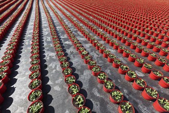 Field with red growing pots in a row, coneflower (Echinaceae), nursery in the Volmerswerth