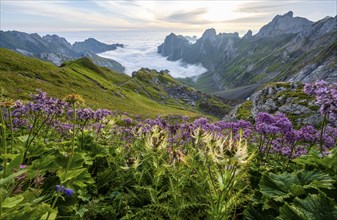 Thistles and purple flowers on a mountain meadow, view over Säntis mountains into the valley of