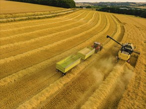 Grain harvest in a field near Babisnau on the outskirts of Dresden