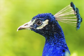 Portrait of Male Indian Peafowl (Pavo cristatus)