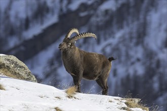 Alpine ibex (Capra ibex) male with large horns foraging on mountain slope in the snow in winter,