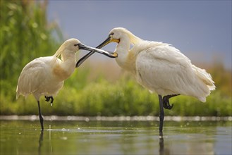 Spoonbill eurasian spoonbill (Platalea leucorodia), breeding bird, summer bird, foraging, mudflats,