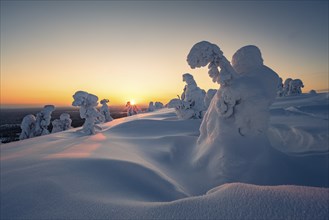 Snowed-in trees, winter landscape, Riisitunturi National Park, Posio, Lapland, Finland, Europe