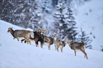 European mouflon (Ovis aries musimon) ram with ewes on a snowy meadow in the mountains in tirol,