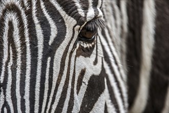 Grévy's zebra, imperial zebra (Equus grevyi) native to Kenya and Ethiopia, close up of striped head