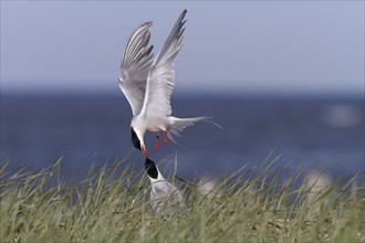 Common Tern (Sterna hirundo), territorial fight of a pair in the colony, dispute between two