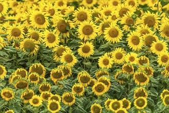 Sunflower blossoms in a cultivated field. Bas-Rhin, Collectivite europeenne d'Alsace, Grand Est,