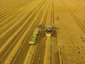 Grain harvest in a field near Babisnau on the outskirts of Dresden