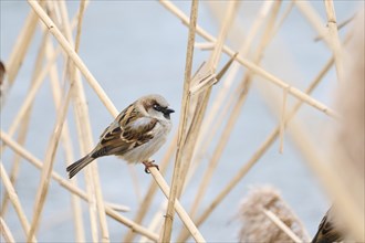 House sparrow (Passer domesticus) sitting on a reed, Bavaria, Germany Europe