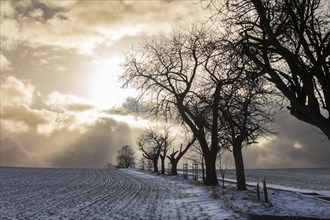 Hohburkersdorf panorama with Napoleon lime tree and memorial stone. To commemorate the victims of