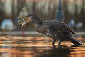 Great cormorant (Phalacrocorax carbo) with catfish as prey, hunting, fishing, sunrise, preying,