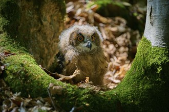 Eurasian eagle-owl (Bubo bubo), young bird sitting on forest floor, Bohemian Forest, Czech