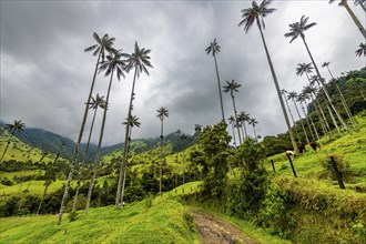 Wax palms largest palms in the world, Cocora valley, Unesco site coffee cultural landscape,