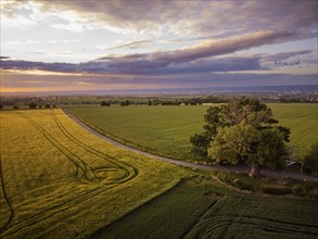 Fields near Babisnau in the evening. Babisnau poplar