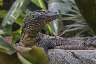 Komodo dragon, Komodo monitor (Varanus komodoensis) in zoo, giant lizard native to the Indonesian