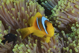 A red sea clownfish (Amphiprion bicinctus) in its splendour anemone (Heteractis magnifica),