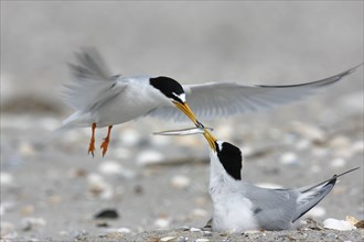 Little Tern (Sternula albifrons), cock hands a fish to breeding partner in flight, feeding the