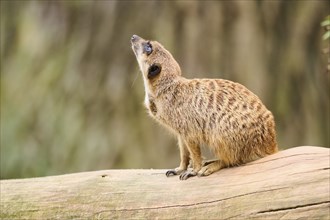 Meerkat (Suricata suricatta) sitting on the ground, Bavaria, Germany Europe