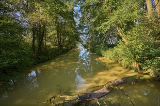 River, floodplain forest, morning, summer, Tiebel estuary, Steindorf am Lake Ossiach, Lake Ossiach,