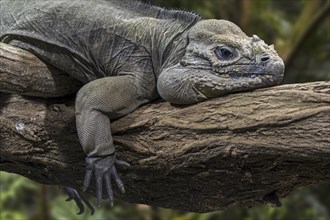 Rhinoceros iguana (Cyclura cornuta) resting in tree, endangered species endemic to the Caribbean