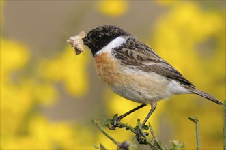 European stonechat (Saxicola rubicola), Emsland, Lower Saxony, Germany, Europe