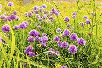 Flowering chives on the Elbe meadows in Dresden's Old Town