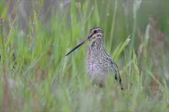 Common Snipe (Gallinago gallinago), Emsland, Lower Saxony, Germany, Europe