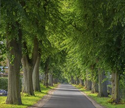 Linden trees (Tilia) on a village street, Rehna, Mecklenburg-Western Pomerania, Germany, Europe