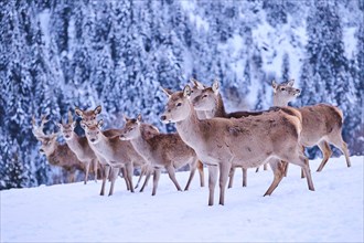 Red deer (Cervus elaphus) hinds pack on a snowy meadow in the mountains in tirol at sunset,