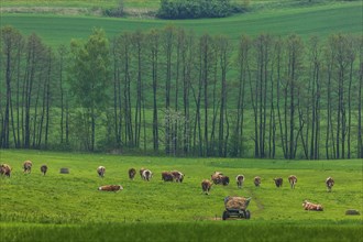 Herd of cattle in a field near Stolpen