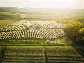 Blooming apple orchards in Wittgensdorf