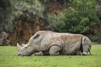 White rhino, Square-lipped rhinoceros (Ceratotherium simum) sleeping, Cabarceno Park, Cantabria,