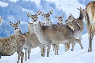 Red deer (Cervus elaphus) hinds pack on a snowy meadow in the mountains in tirol, Kitzbühel,