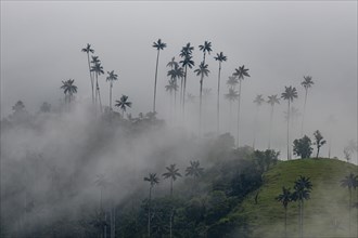 Wax palms largest palms in the world, Cocora valley, Unesco site coffee cultural landscape,