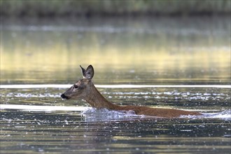 Roe goat swimming in the river, Europe, Austria, Upper Austria, Europe