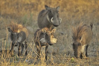 Warthog (Phacochoerus africanus) family with juveniles on the savannah, Namibia, Africa