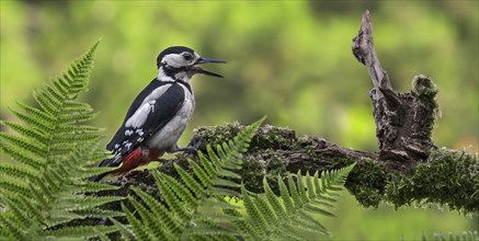 Great spotted woodpecker (Dendrocopos major), greater spotted woodpecker female calling from tree