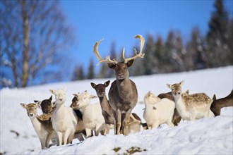 European fallow deer (Dama dama) pack on a snowy meadow in the mountains in tirol, Kitzbühel,