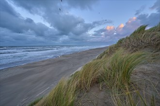 Sand dune, Sea, Marram Grass, Wind, Clouds, Zandvoort, North Sea, North Holland, Netherlands