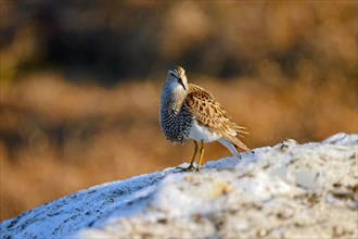 Pectoral sandpiper (Calidris melanotos) in breeding plumage, male, standing on old snow, Utqiagvik,