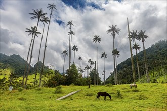 Wax palms largest palms in the world, Cocora valley, Unesco site coffee cultural landscape,