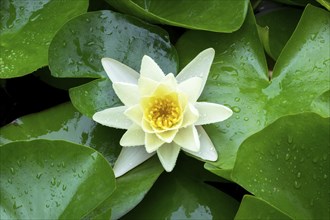 Water lily, white (Nymphaea alba), water drop, Baden-Württemberg, Germany, Europe