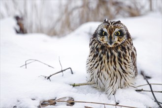 Short-eared Owl (Asio flammeus) sitting on the ground in the snow in winter, the Netherlands