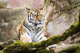 Siberian tiger (Panthera tigris altaica), lying, captive, Germany, Europe