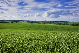 Fields near Lommatzsch