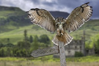 Eurasian eagle owl (Bubo bubo) landing with open wings on signpost in meadow at dusk