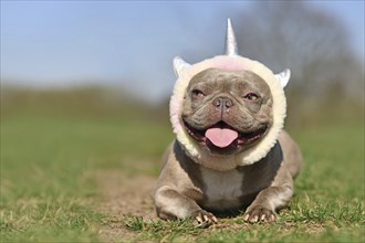 Funny lilac French Bulldog dog with fluffy unicorn headband and tongue sticking out lying on grass