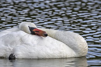 Mute swan (Cygnus olor) flattening wing feathers with head and neck after preening while floating