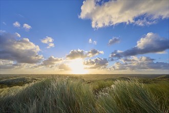 Sand dune, dune grass, wind, sunrise, clouds, Amsterdam water line dunes, Zandvoort, North Sea,