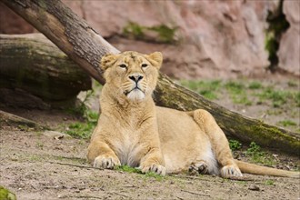 Asiatic lion (Panthera leo persica), female, lying, captive, Germany, Europe